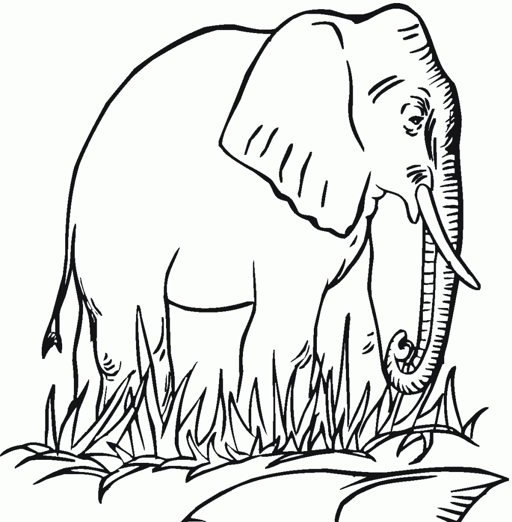 1005x1024 Amazing Coloring Pages Elephant Cool Coloring