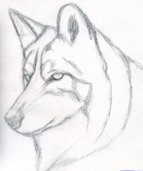 591x706 Simple Wolf Sketch Wolf Drawings Wolf Sketch, Wolf