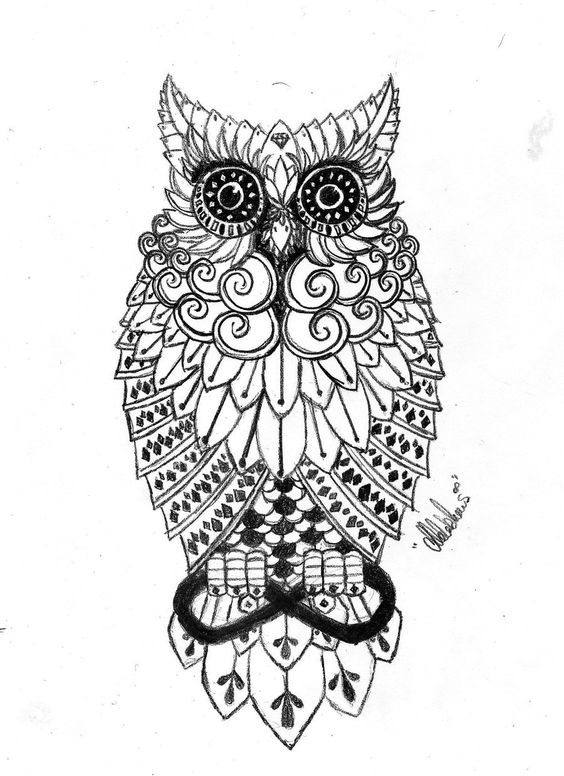 564x776 Cool Owl Pics