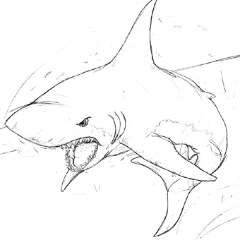 340x340 Shark Drawing Made On April 25, 2008