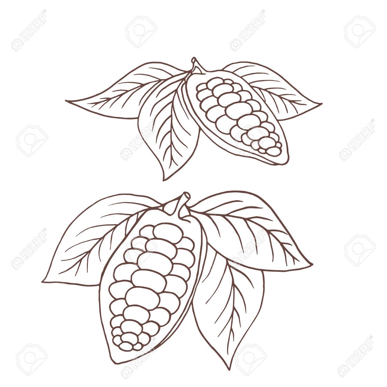 1300x1300 Hand Drawing Isolated Cocoa Beans. Vector Illustration Royalty