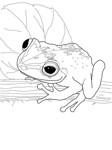 360x480 Coqui Frog Coloring Page Printables Frogs