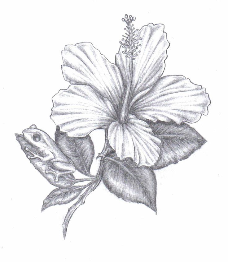 736x843 Drawn Hibiscus Puerto Rico Flower