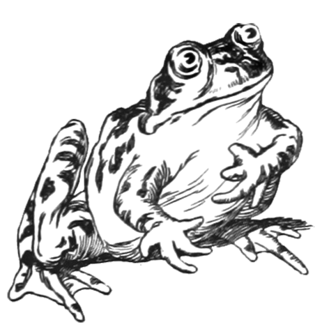462x472 Frog Clip Art