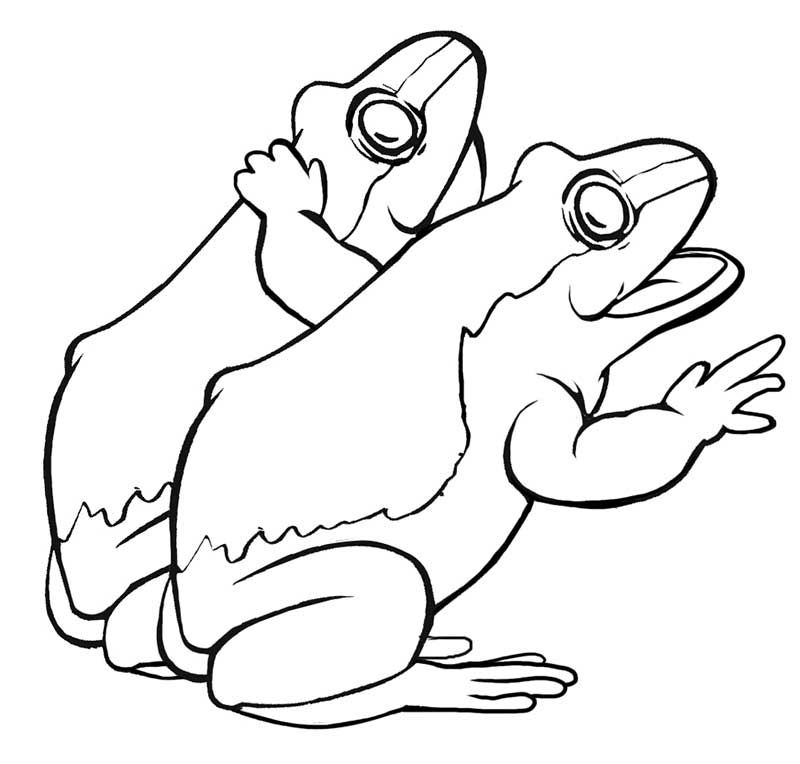 800x764 Printable Frog Pictures Many Interesting Cliparts