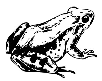 340x270 Coqui Etsy Studio