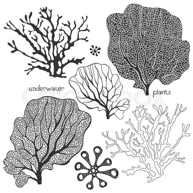 800x800 Set Of Cartoon Underwater Plants. Vector Isolated Corals And Algae