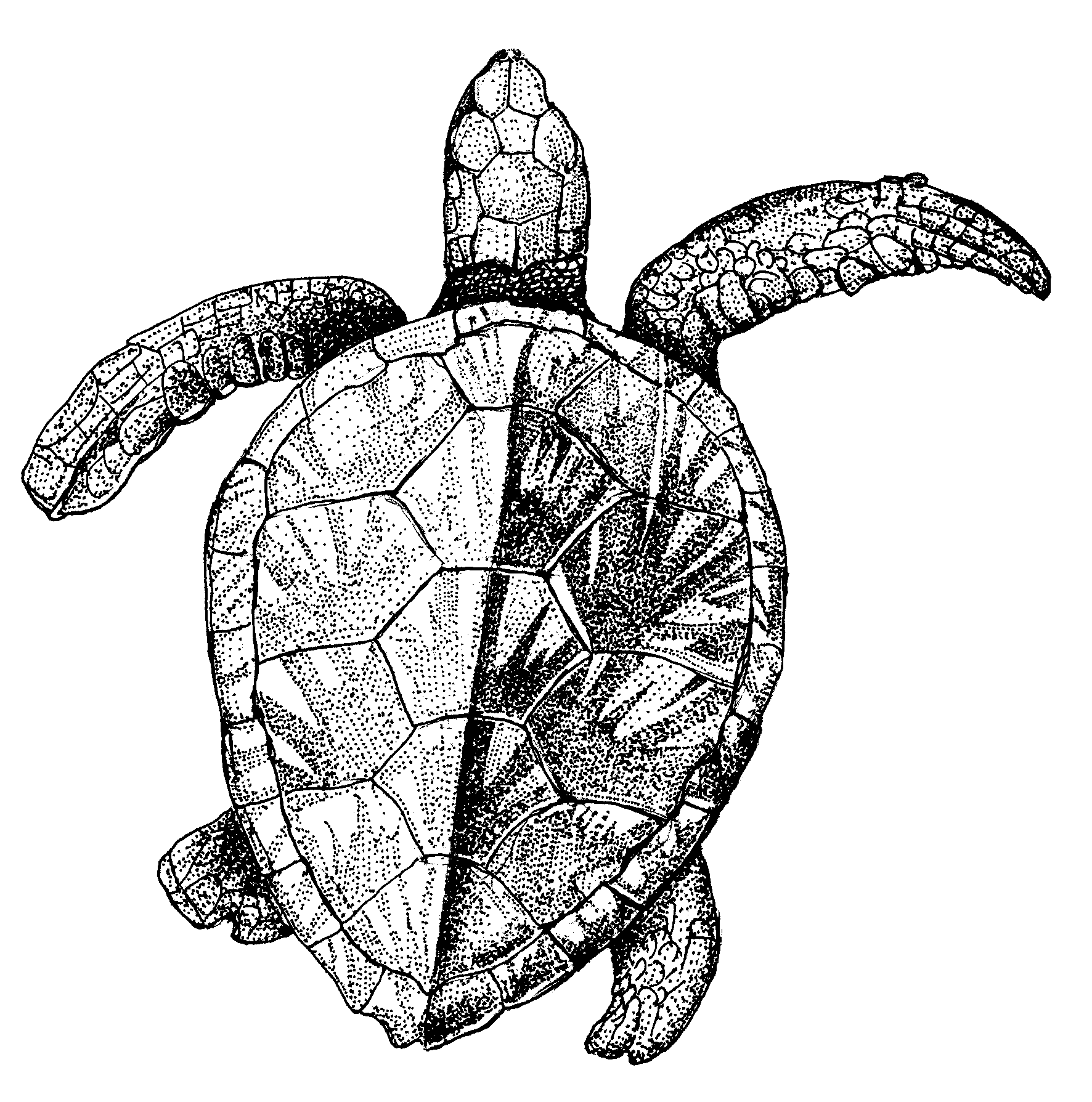 1772x1789 Venezuela Drawing