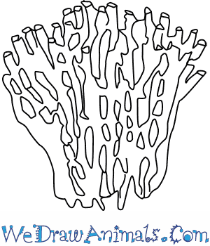 300x350 How To Draw An Organ Pipe Coral