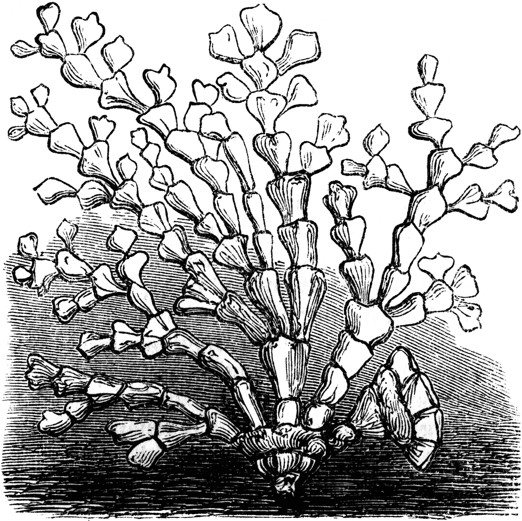 1024x1022 Coralline Clipart Etc