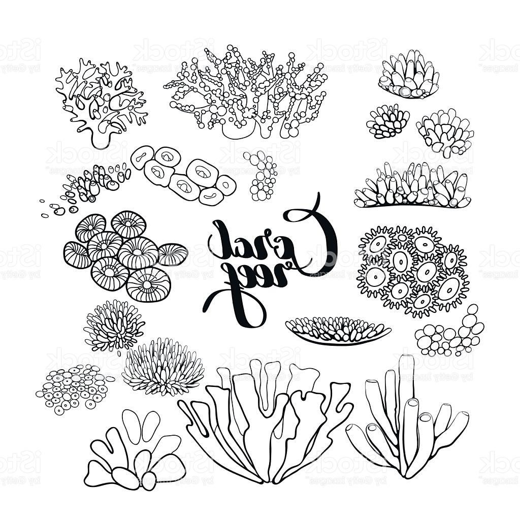1024x1024 Best Hd Collection Of Coral Reef Elements Vector Photos