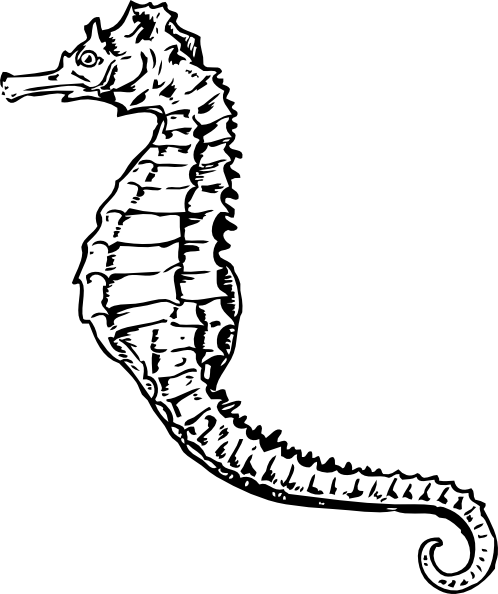 498x594 Seahorse Clip Art