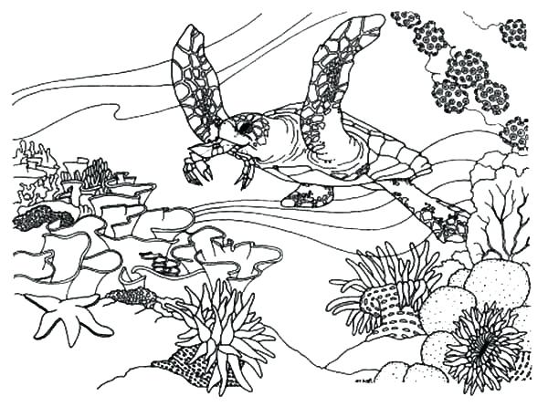 600x446 Pin Coral Reef Coloring Page Pencil And In Color