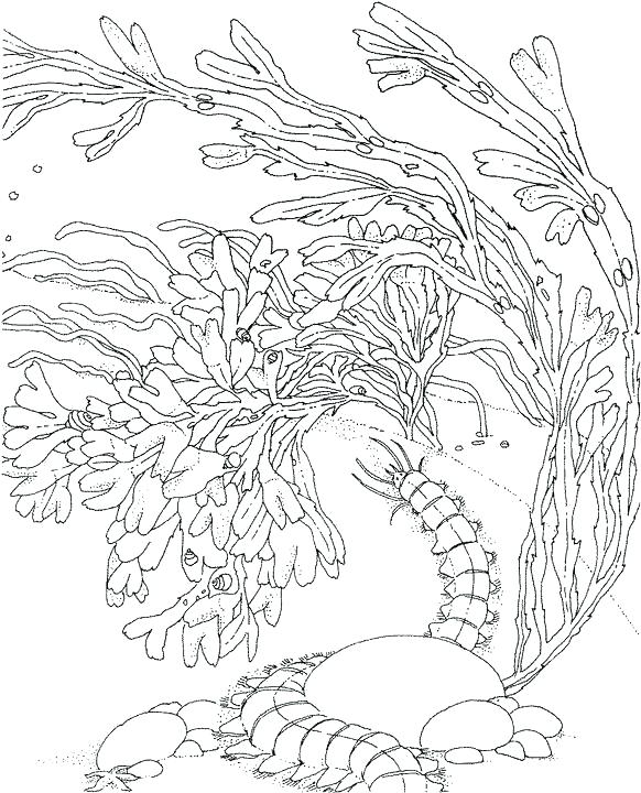 582x720 Lovely Seascape Coloring Pages Free Download Coral Reef Pictures