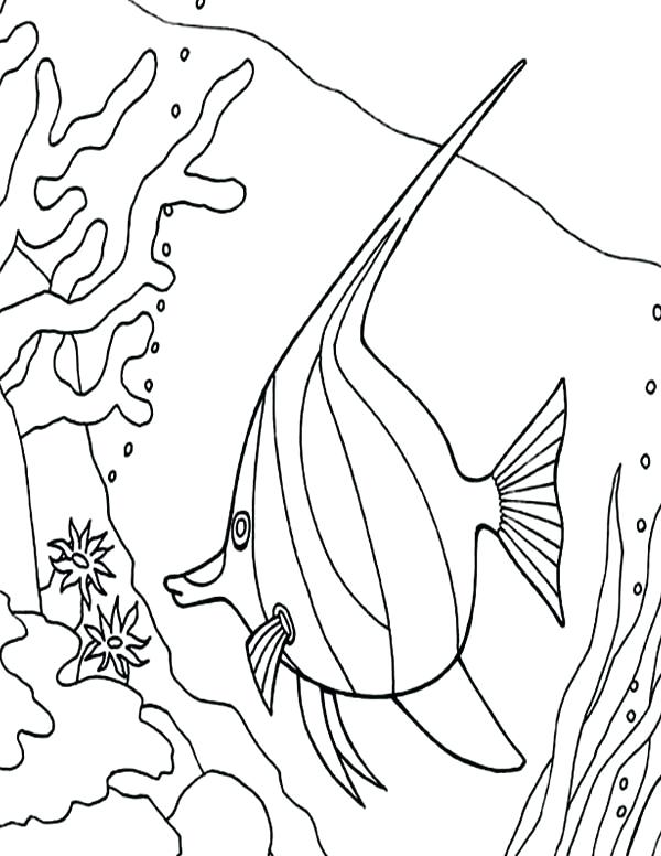 600x776 Coral Reef Coloring Pages Angel Fish Between Coral Reefs Coloring