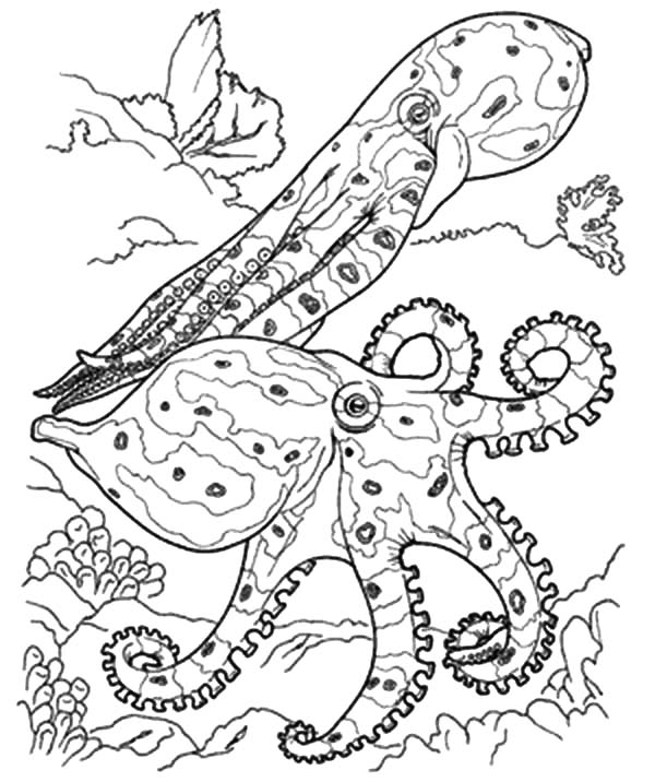 600x716 Coral Reef Fish, Coral Reef Fish Predators Coloring Pages
