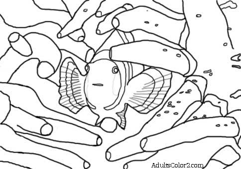 484x340 Marine Fish Need You To Fin Ish Them!