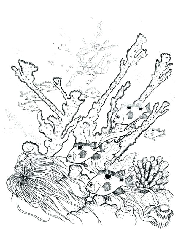 600x840 Nature Coloring Page Coral Reef Coloring Sheet Nature Coral Reef