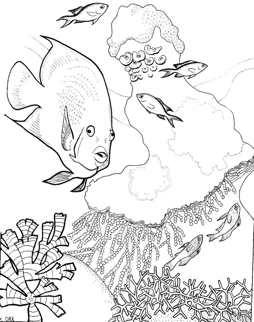 810x1024 Coloring Coral Reef Coloring Pages Extraordinary Drawing Easy