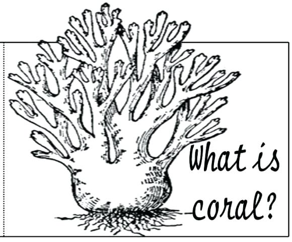 580x480 Coral Reef Coloring Pages What Is Coral Reef Coloring Page Coral