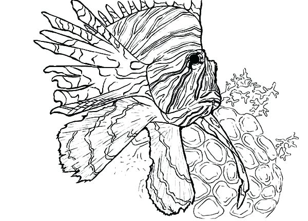 600x432 Coloring Pages Of Coral Reefs How To Draw Coral Coral Reef