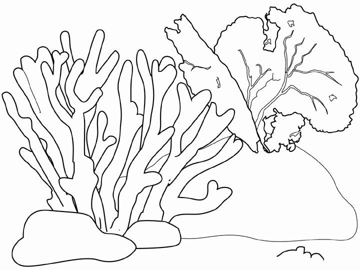 720x540 Coral Coloring, Coral Reef, Coloring Stuff, Coloring Pages, Art