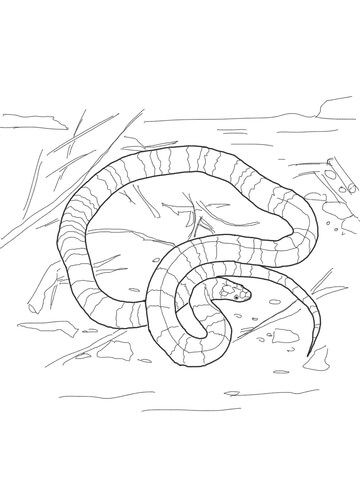 360x480 Coral Snake Coloring Page Free Printable Coloring Pages