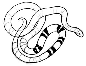 350x268 Coral Snake 021