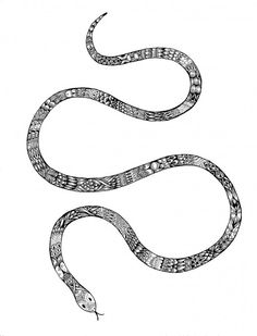 236x309 Coral Snake Drawing Drawing Crafts Snake