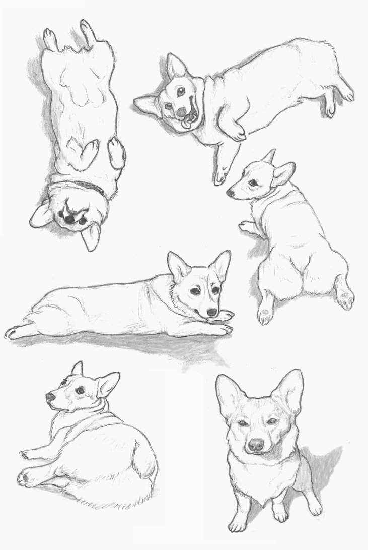 731x1091 Corgi Sketches By Rachels89
