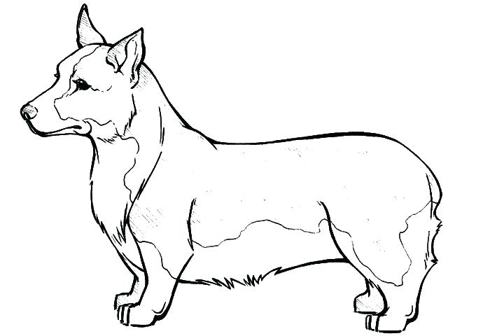 720x480 Corgi Coloring Pages Synthesis.site