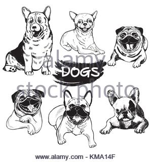 300x320 Hand Drawn Sketch Style Welsh Corgi. Vector Illustration Isolated