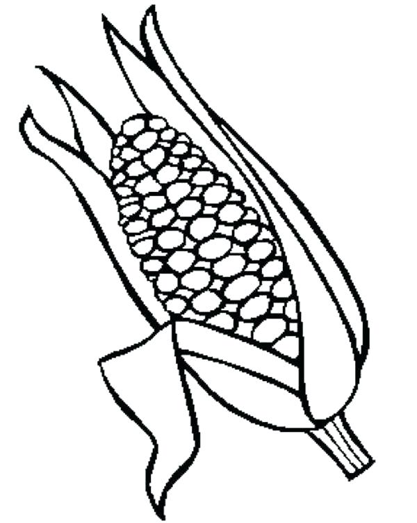 Corn Cob Drawing at GetDrawings | Free download