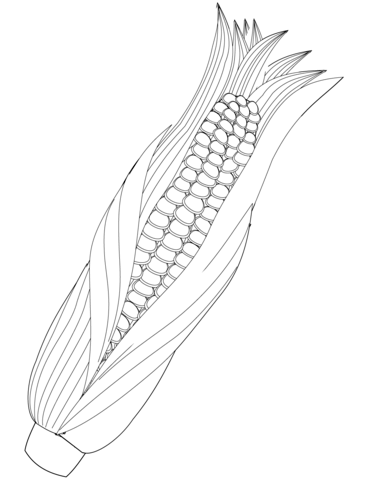 371x480 Maize Ear Coloring Page Free Printable Coloring Pages