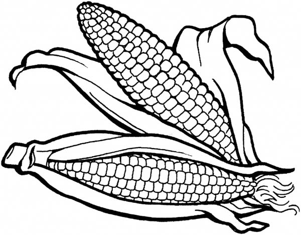 Corn Drawing