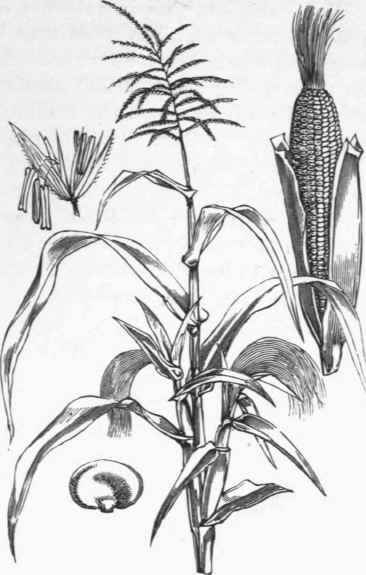Corn Drawing Image