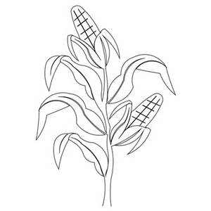 300x300 Corn Stalk Drawing