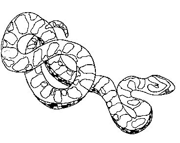 368x294 Drawn Snake Corn Snake