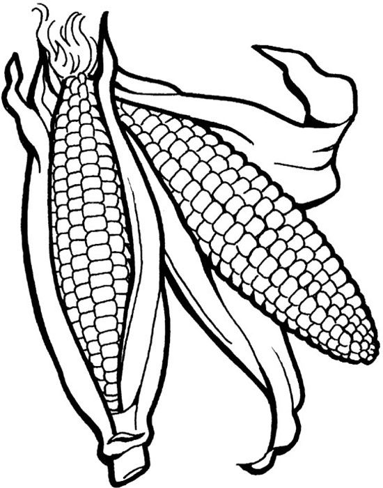 Corn Drawing Image at GetDrawings | Free download