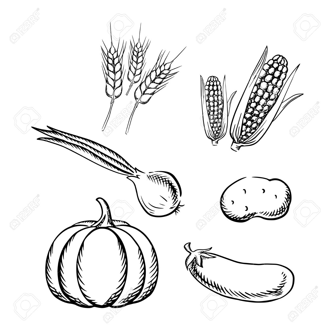 1300x1300 Ripe Autumn Pumpkin, Corn Cobs, Potato, Green Onion, Eggplant