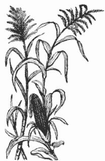 208x317 Sweet Corn Tassel