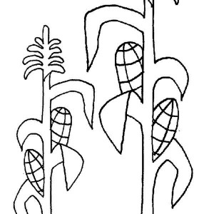 300x300 How To Draw Corn Coloring Page Coloring Sun