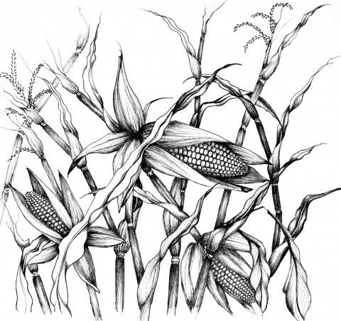 480x452 Best Corn Drawing Ideas On Kawaii Girl Drawing