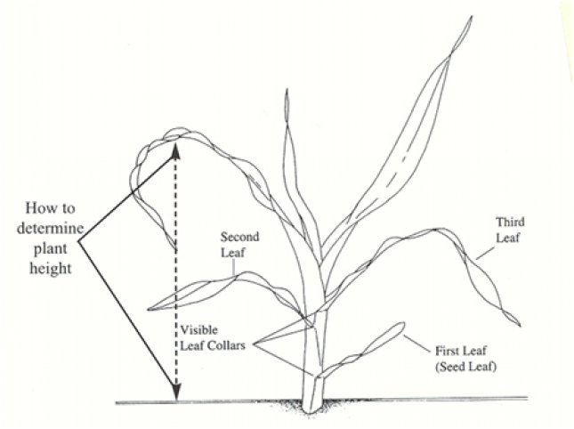 645x482 Determining Leaf Stage In Corn Top Crop Manager