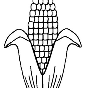 300x300 Ear Of Corn Coloring Pages