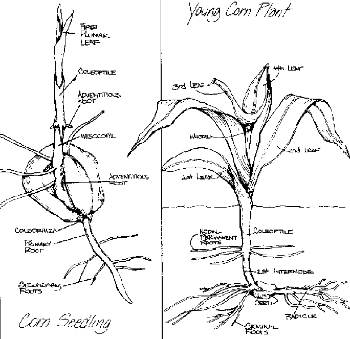 Corn Plant Drawing at GetDrawings | Free download