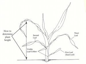 300x224 How To Determine Leaf Stage In Corn