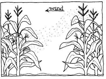 364x273 Corn History And How It Grows