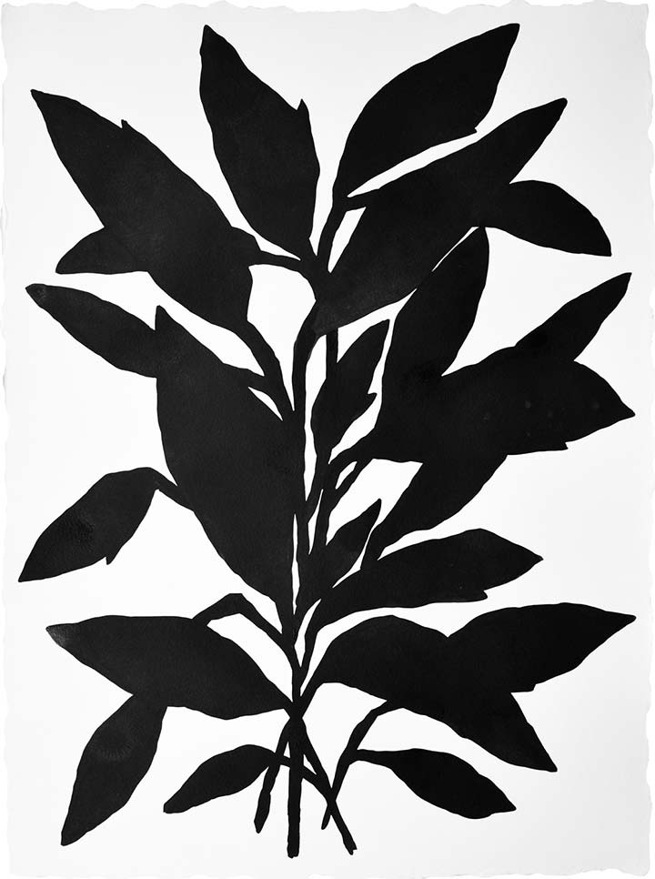 720x966 Corn Plant Two