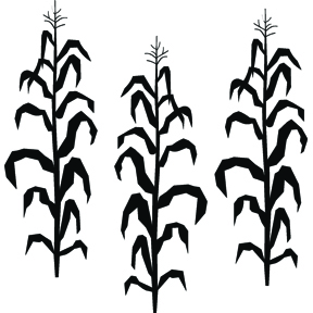 288x288 Corn Stalks More Than Vinyl Wall Murals Corn Stalks